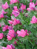50 Rare Rose Viper's Bugloss Flower Seeds- ECHIUM PLANTAGENEUM- Rose Bedder- Bright and Beautiful Biennial Flower! FL789 flower spore