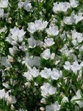 50 Rare Viper's Bugloss  White Flower Seeds- Echium Plantagineum -White Bedder- Bright Biennial Flower!/Rich in Nectar/ FL791 flower spore