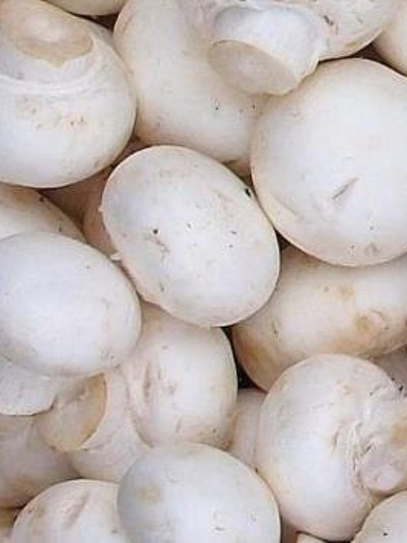 2 x 42g. 1.5 oz."NEW"/ BUTTON,Seeds(AGARICUS)Spawn Mushroom Mycelium Free Shipping! flower spore