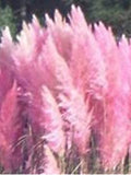100 Pcs Pink Pampas Grass  Seed-Bonsai Ornamental Home Garden Plant- CORTADERIA SELLOANA / (FL036) flower spore