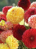 25 Seeds- Dahlia Pompone Mix Double Seeds - PV009-Dahlia pinnata variabilis FLOWER DELIVERY