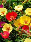 200 Seeds-Moss Rose Flower Seeds-PV014- Double Mix PORTULACA GRANDIFLORA seeds bulk