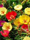 200 Seeds-Moss Rose Flower Seeds-PV014- Double Mix PORTULACA GRANDIFLORA flower seeds