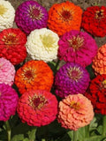 100 Seeds-Zinnia California Giant Mix  Mix Flower Seeds-Zinnia Elegans Giant Mix-pv053 flower seeds