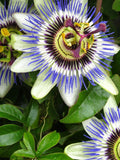 20 Seeds-Exotic Passion Flower Seeds- Passiflora caerulea- blue passionflower-PV090 flower seeds
