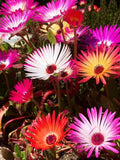 100+  Mixed Livingstone Daisy Flower Seeds-- Bokbaaivygie Plant Mix-Dorotheanthus Bellidiformis- Brilliant Perennial!- B411 flower spore