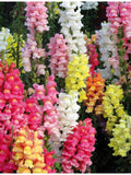 200 Seeds-Snapdragon Tetra Mix  Flower Seeds- Attractive Annual-ANTIRRHINUM MAJUS-pv106 seeds bulk