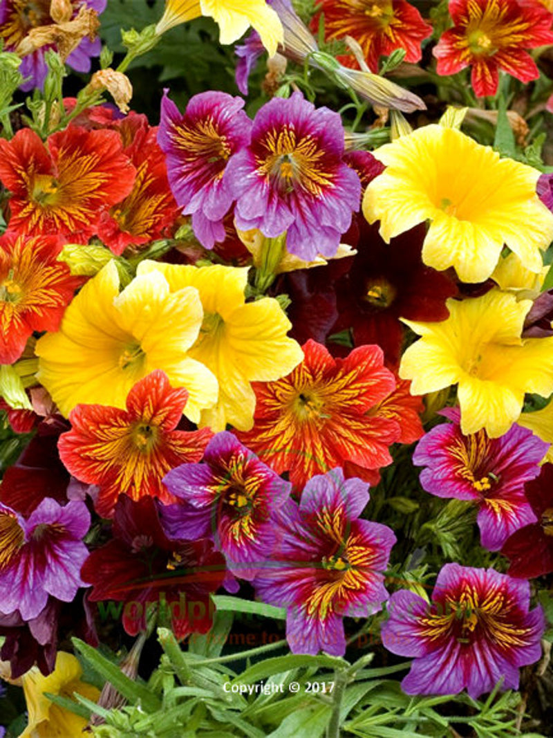 100 Seeds-Mix Painted Tongue Flower Seeds-SALPIGLOSSIS SINUATA-Velvet trumpet flower-Scalloped tube tongue-PV116-palito amargo-Pretty Annual flower spore