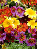 100 Seeds-Mix Painted Tongue Flower Seeds-SALPIGLOSSIS SINUATA-Velvet trumpet flower-Scalloped tube tongue-PV116-palito amargo-Pretty Annual flower spore