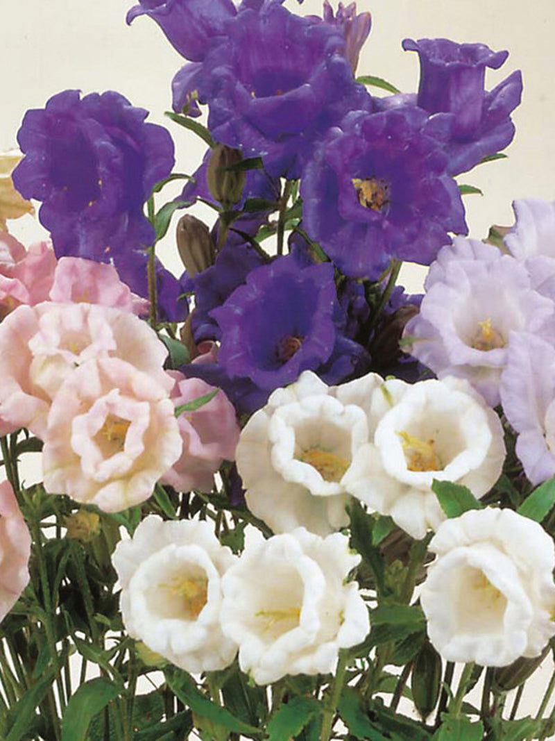 200 Seeds-Cup and Saucer mixed Flower Seeds-Canterbury Bells Mix Flower Seeds--pv340 flower spore