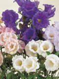 200 Seeds-Cup and Saucer mixed Flower Seeds-Canterbury Bells Mix Flower Seeds--pv340 flower spore