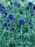 25 Blue Globe Thistle  Flower Seeds- Echinops Ritro/ Blue Glow/Drought Tolerant Perennial/Veitch's Blue Globe/Echinops bannaticus /FL476 flower seeds