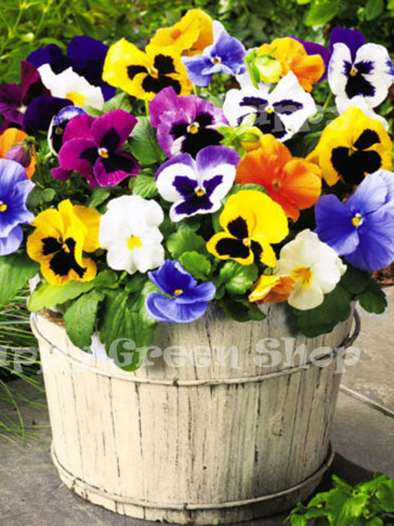 PANSY SWISS mix - 300 seeds - Viola wittrockiana - Biennial bedding flower flower seeds
