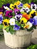PANSY SWISS mix - 300 seeds - Viola wittrockiana - Biennial bedding flower flower seeds
