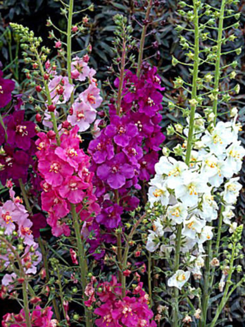 100 Seeds- Verbascum Temptress Mix Flower Seeds-Verbascum Phoeniceum-Lovely Perennial-Purple Mullein-pv175 flower seeds