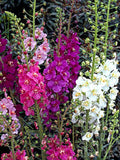 100 Seeds- Verbascum Temptress Mix Flower Seeds-Verbascum Phoeniceum-Lovely Perennial-Purple Mullein-pv175 flower seeds