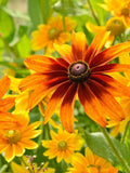 200 Seeds-Rudbeckia Black Eyed Susan Mix Flower Seed-Rubeckia Hirtia- Golden Coneflower-pv333-Biennial-Attracts Bees/Butterflies flower seeds