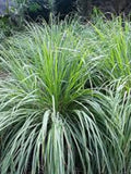 100 Lemon Grass Plant Seeds/Cymbopogon Flexuosus/Barbed wire grass/Cochin grass/Malabar grass/Highly beneficial Perennial/Culinary Herb/P056 flower spore