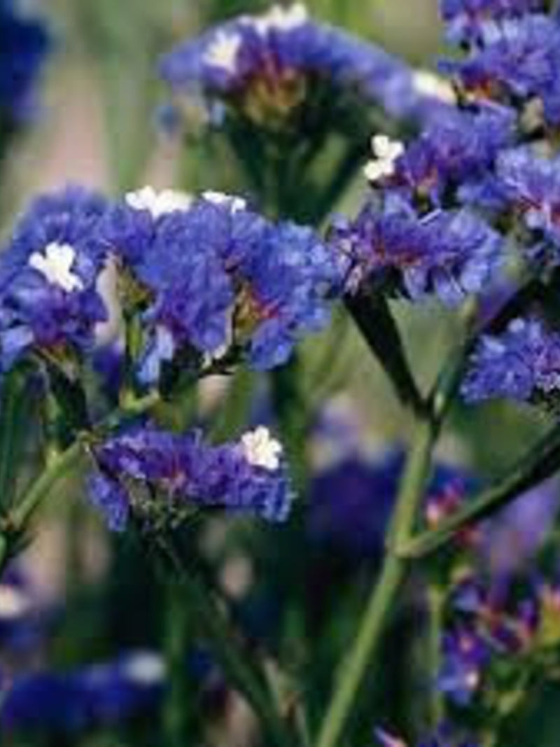 50 Seeds-Blue River Statice Flower Seeds-Limonium Sinuatum-Easy to grow beautiful and Exotic Annual-pv372 flower spore