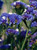 50 Seeds-Blue River Statice Flower Seeds-Limonium Sinuatum-Easy to grow beautiful and Exotic Annual-pv372 flower spore