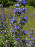 50 Seeds-Blue Viper's Bugloss Flower Seeds-Blue Bedder- Echium Plantagineum - pv790-Attracts Beneficial Insects flower spore