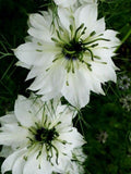 50+ Nigella White Flower Seeds-NIGELLA DAMASCENA-Love in a Mist White Flower Seeds- Nigella African Bride-Fluffy Annual-B500 flower spore