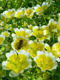 50+  Poached Egg Plant Flower Seeds--Attracts Bees-Long Blooming Award winning Annual Flower-Limnanthes -B514 flower seeds