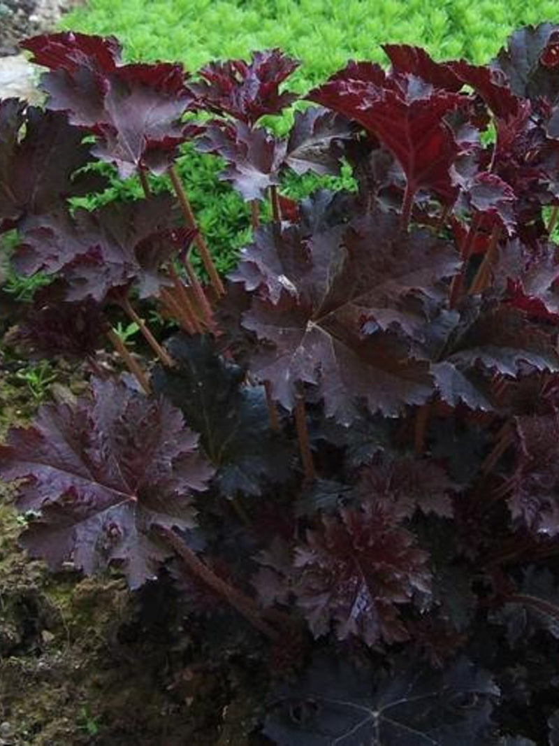 50 Seeds-Heuchera Palace Purple Flower Seeds-pv393-Coral Bells Palace Purple-Heuchera Micrantha-Extremely Popular Semi Evergreen Perennial flower seeds