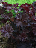 50 Seeds-Heuchera Palace Purple Flower Seeds-pv393-Coral Bells Palace Purple-Heuchera Micrantha-Extremely Popular Semi Evergreen Perennial flower seeds
