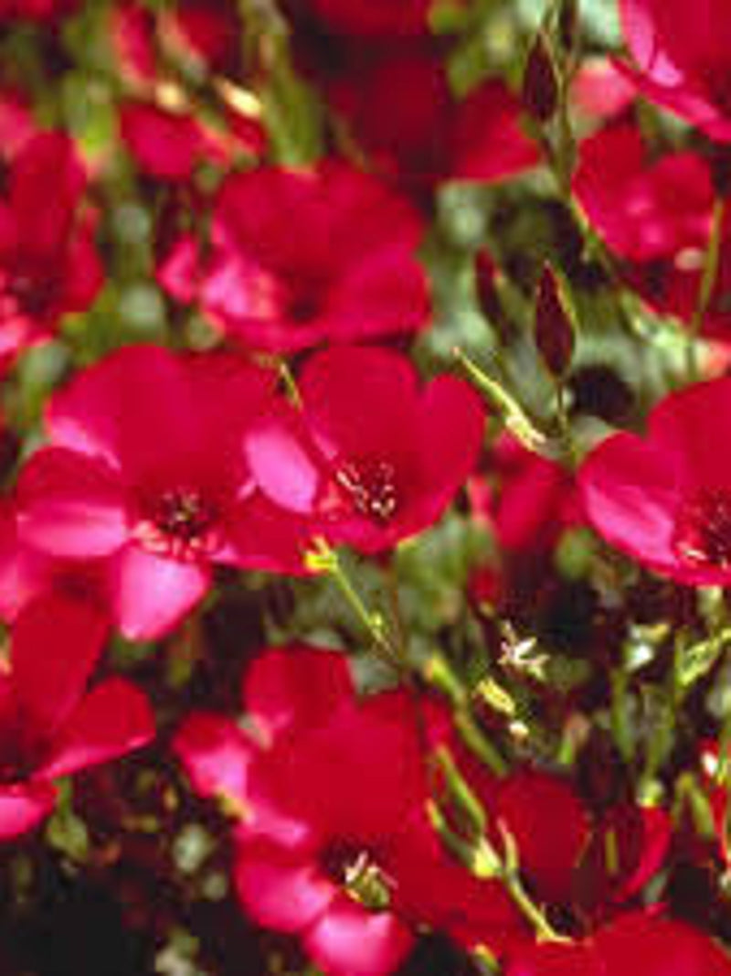 200 Seeds-Scarlet Flax Flower Seeds-Linum Rubrum-pv796-flowering flax-crimson flax-Bright Hardy Annual-Source of Beneficial Linseed oil flower spore