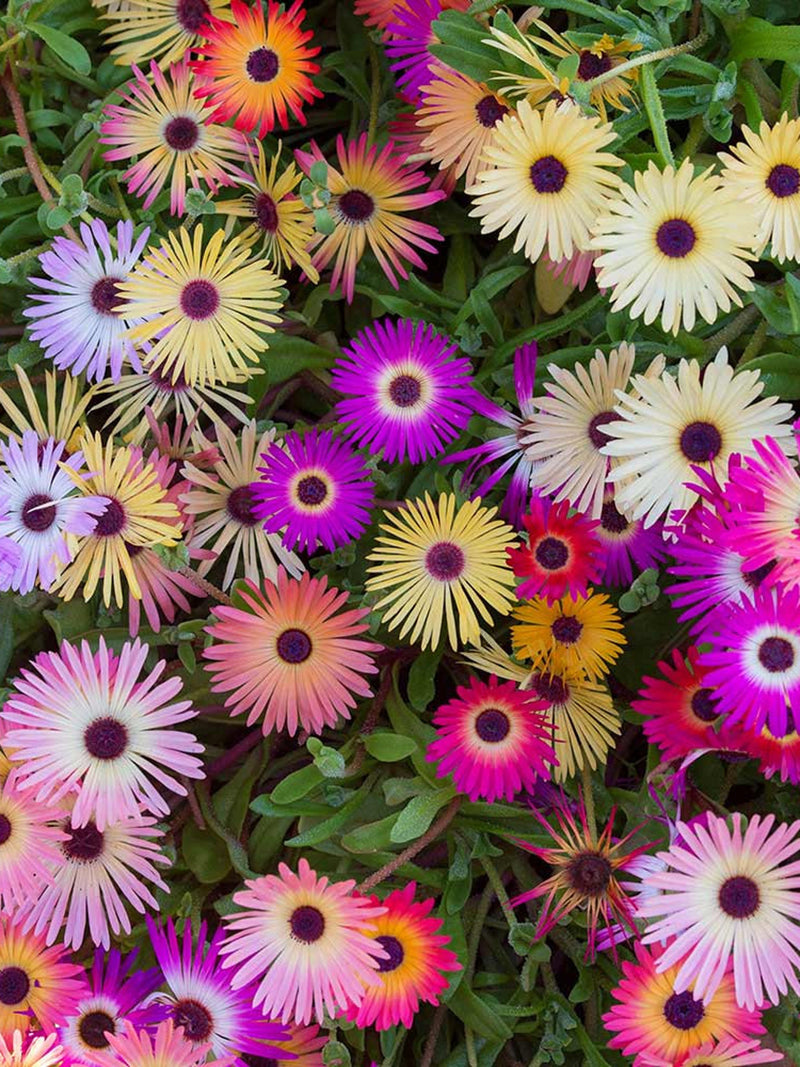 100 Seeds-Mix  Livingstone Daisy Flower Seeds-Buck Bay vygie- pv411-Dorotheanthus Bellidiformis-Ice Plant-Beautiful and easy to grow annual flower spore