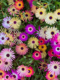 100 Seeds-Mix  Livingstone Daisy Flower Seeds-Buck Bay vygie- pv411-Dorotheanthus Bellidiformis-Ice Plant-Beautiful and easy to grow annual flower spore