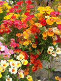 50 Seeds- Nemesia Mix Carnival  Flower Seeds-Nemesia Strumosa -pv419-Brilliantly Colored Annual flower spore