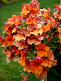 100 Seeds-Nemesia Orange Flower Seeds- Orange Prince- Nemesia Strumosa-Striking Orange Annual-Long Bloom Season-pv653 flower seeds