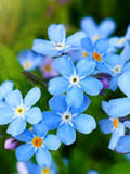 100 Seeds- Blue Alpine Forget me not Flower Seeds - Myosotis alpestris-Beautiful Perennial-pv492 FLOWER DELIVERY