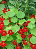 15 Seeds-Nasturtium Empress of India Flower Seeds-Nasturtium Tropaeolum-pv502-Tropaeolum Nanum flower spore