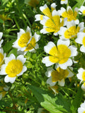 50 Seeds- Poached Egg Plant Seeds-Limnanthes Douglasii---Bee attracting annual-pv514-East to grow RHS Garden of Merit Award Winner flower seeds