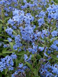 100 Seeds- Chinese Forget me not Flower Seeds-Cynoglossum Amabile-PV048 flower spore