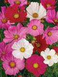 100 Seeds- Cosmos Early Sensation Single Mix Flower Seeds-Cosmos Bipinnatus-PV049 flower spore