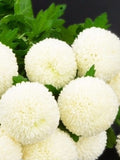 100 Seeds- White Snowball Flower Seeds-Chrysanthemum Tanacetum Parthenium-pv134-Very Beautiful Perennial flower spore