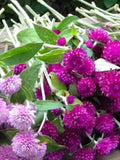 50 Seeds-Gomphrena  Mix Flower Seeds-Globe Amaranth Mix- Gomphrena Globosa-pv147-Easy to grow Tropical Annual Flower-Makhmali-Vadamalli flower seeds