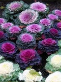 50 Seeds- Ornamental Cabbage Seeds- - Brassica Oleracea-pv150-Flowering Ornamental Cabbage-Colrful and Beautiful Annual flower spore