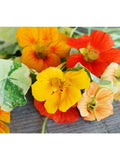 20 Seeds-Nasturtium Out of Africa mix Flower Seeds-pv354-Jewel of Africa- Beautiful African Queen-Nasturtium Tropaeolum-Sweet Annual flower flower spore