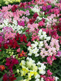 100 Seeds- Dwarf Snapdragon Flower Seeds-Magic Carpet--pv362- Excellent Annual -Antirrhinum Majus dwarf- Majus Montego Mix flower spore