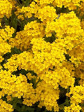 100 Seeds-Alyssum Basket Of Gold Flower Seeds-Gold Tuft-Aurinia Saxatiles-pv168- Alyssum Montanum-Alyssum Mountain Gold-Golden Annual seeds bulk