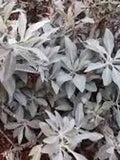 100 Seeds-Medicinal White Sage Organic Seeds- Perennial Seed-Salvia Apiana-Sacred Sage-Sacred Evergreen Perennial-J003 seeds bulk