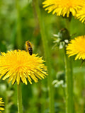 100 Seeds- Organic Dandelion Herb Seeds-Taraxacum Officinale-J038--Highly Nutritious Perennial Herb flower spore