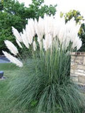100 Seeds- White Pampas Grass Seed-- Cortaderia Selloana-pv184- Beautiful and Fast growing Ornamental Perennial flower spore