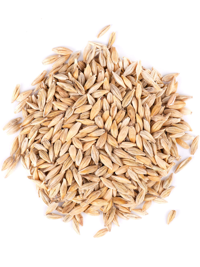 Thunder Acres Barley Seed - Certified Organic - Non-GMO seeds bulk