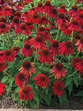 coneflowers  Sombrero Red echinacea flower seeds  30 flower seeds